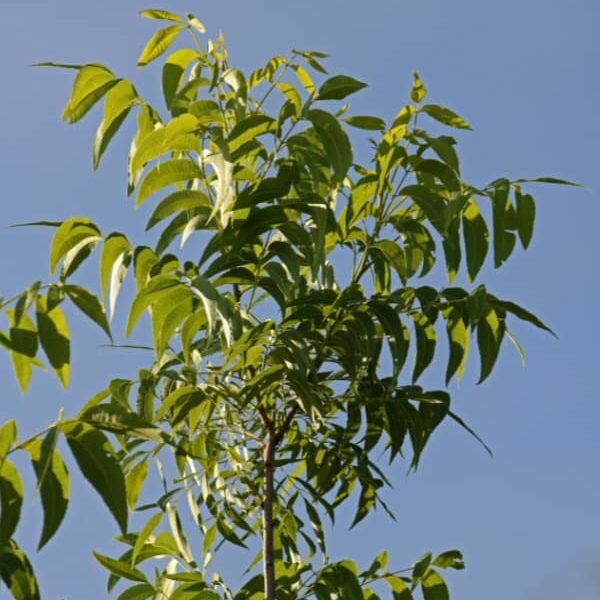 pecan-nut-tree-branch-with-leaves pecan-nut-tree-branch-with-leaves