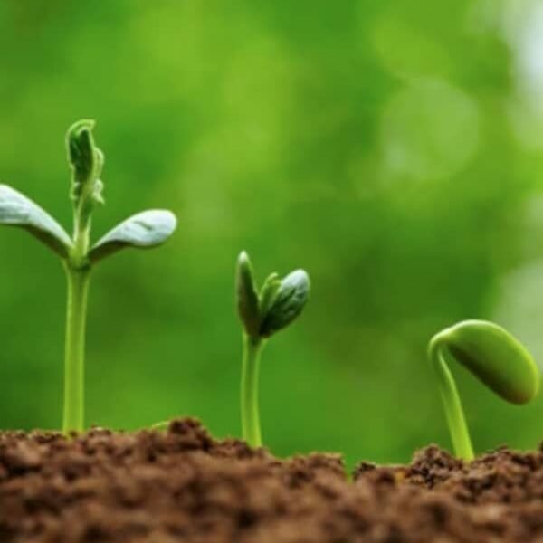 shoots crop shoots crop